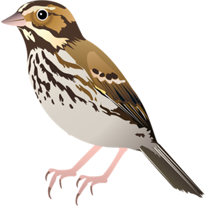 Sparrow PNG-20138